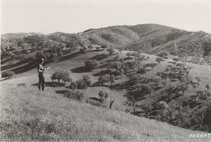 Drought, fire management and land use changes have led to denser forests in California