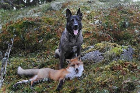 Tinni the dog and Sniffer the wild fox have been the best of friends since they met in the forests of Norway. Torgeir Berge, Tinni's owner, does what he can to keep up and photograph the pair as they play in the woods.