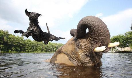 Despite the extreme difference in size, Bubbles the elephant and Bella the black lab have become great friends. Bubbles was brought to a safari reserve in the U.S. after she was rescued from ivory poachers in Africa, while Bella was left there by a contractor for the park. The two are great to see together, especially when Bella uses Bubbles as a diving board!