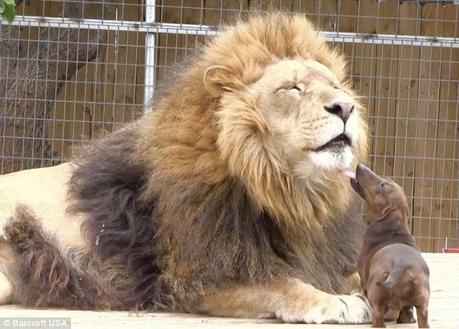 Milo the tiny dachshund took Bonedigger the lion cub under his wing when it was discovered that the lion was suffering from a metabolic bone disease that left him disabled. Five years later, the 500 pound lion is still the best of buddies with the 11-pound dachshund and his two compatriots, Bullet and Angel.