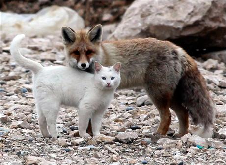 This curious pair was spotted playing by fishermen on the shore of Lake Van in Turkey. Not much is known beyond the fact that they're very cute and very playful.