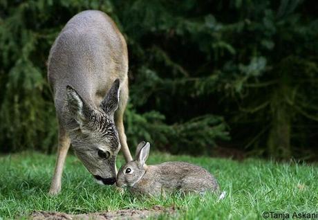 Spotted by animal photographer Tanja Askani, this unusual deer and rabbit duo looks like right out of Disney's classic Bambi.