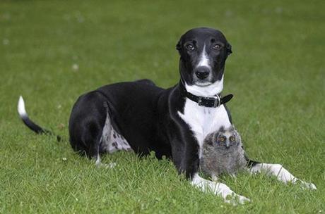 Torque adopted Shrek the owl chick when he was just 6 months old himself. Shrek was removed from his mother's care because handlers were afraid that she might eat him when stressed. He's doing great now, and the two have become inseparable pals.