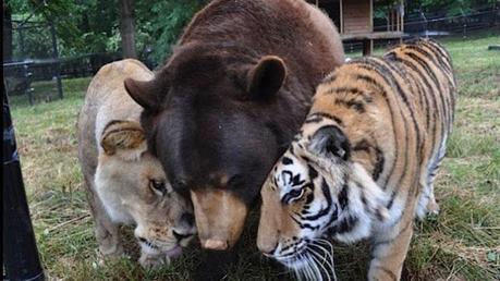 The tale of Shere Khan the tiger, Baloo the bear and Leo the lion is truly touching. The three of them were rescued together from a drug dealer who had abused them extensively. Baloo even needed surgery to remove a harness that had grown into his skin and caused deformities â€“ the owner had never bothered to adjust it. Because of what they've suffered together, the three friends are now inseparable. They are under the care of the Noah's Ark Animal Sanctuary in the U.S.