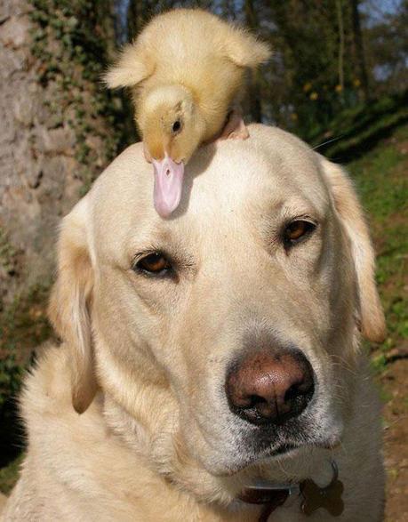 Things were looking grim for Dennis the duckling when his mother had been mauled by a fox. Fred the Labrador and his owner Jeremy, however, found and rescued Dennis. Dennis and Fred have been buddies ever since. Fred apparently has a big heart, because it's not the first time he's helped take care of an orphan â€“ he once adopted a baby deer as well.