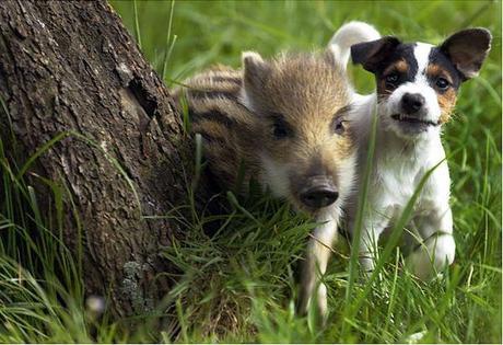 Manni the wild boar piglet was found starving in a field in southwest Germany and brought home by the Dahlhaus family. When he was introduced to their Jack Russell terrier Candy, the two immediately hit it off. Since last we heard, Manni is recovering well and will either stay with his family or move to a wildlife park.