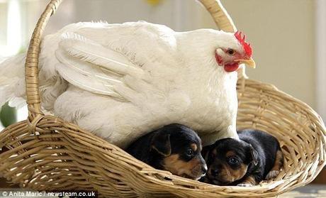 After being saved from the pot due to a foot injury, Mable found a new wonder when she was moved into her owners' home â€“ puppies! For some reason, the year-old hen has taken to roosting on the puppies and keeping them warm while their mother prefers the yard. 