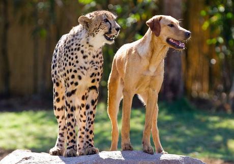 Kasi and Mtani were raised together at Bush Gardens in the U.S. During their youth, their unusual friendship was a treat to watch. As he grew into adolescence, however, Kasi began drifting away from Mtani and becoming more interested in the female cheetahs in the next pen. While Kasi now spends more time with other cheetahs, the two are still good friends and often visit schools and other places together.