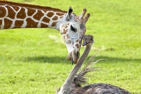 Bea and Wilma have become great friends during their time together at Busch Gardens in the U.S. The two share a huge 65-acre enclosure, so they aren't forced to spend time together â€“ they do so willingly.