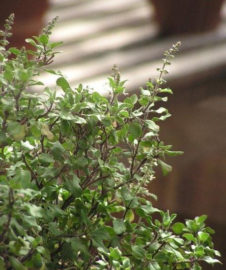 Tulsi or Holy Basil Benefits