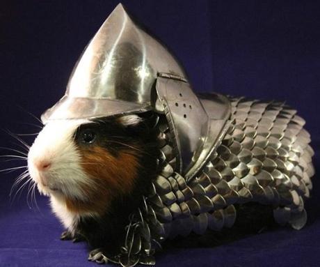Top 10 Best Guinea pigs in Fancy Dress