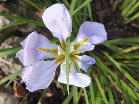 Iris unguicularis 'Water Butt'