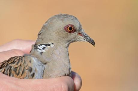 Scientists warn of impending turtle dove British extinction