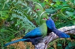 Colorful Birds In Love