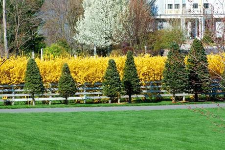 5 Reasons that you should be Growing Hedges