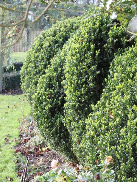 Garden-Topiary