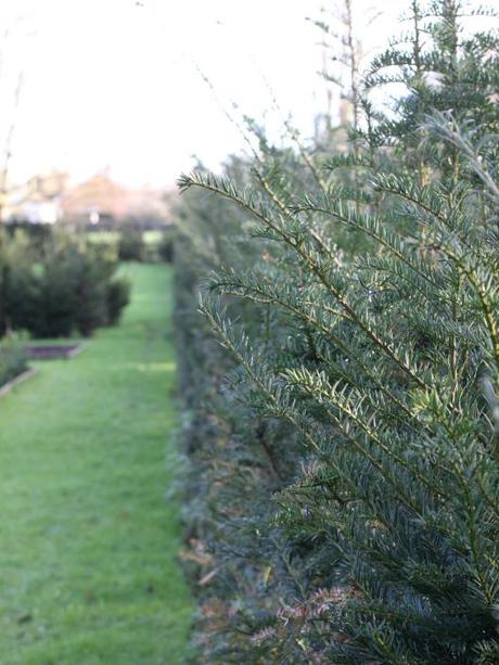 Garden-Topiary