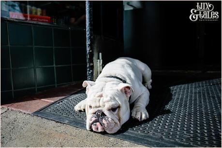 San Francisco Photography - Bulldog