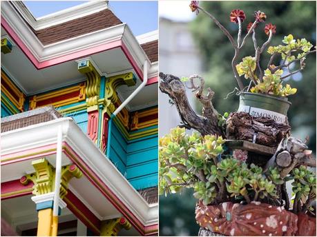 San Francisco Photography - colourful building & succulent plant