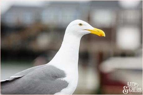 San Francisco Photography - Seagull 
