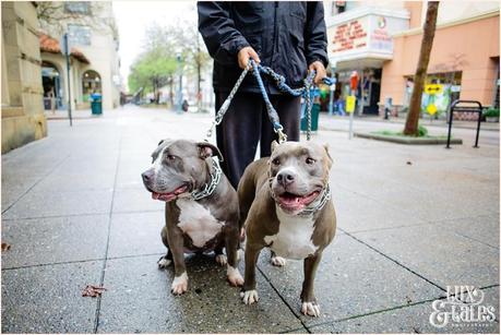 Santa Cruz Photography - Pit Bulls