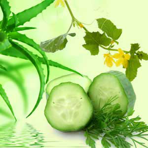 aloe vera and cucumber fragrance oil