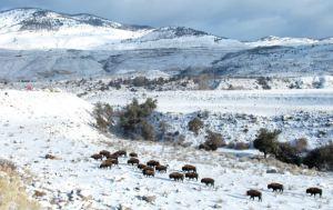 bison--yellowstone