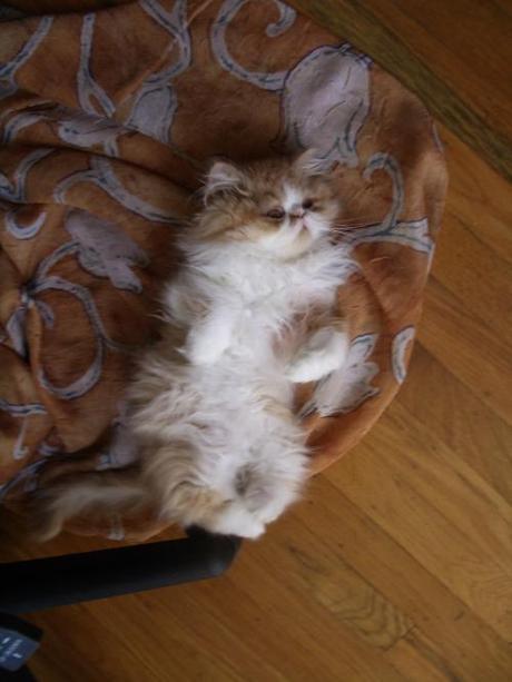 Mind and soul cleanser throw3