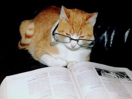 Top 10 Images of Cats Reading Books