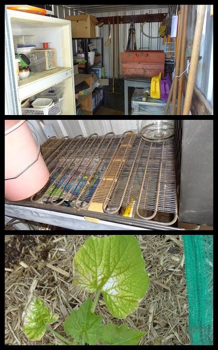 January Week 3...Old Chook House Revamp