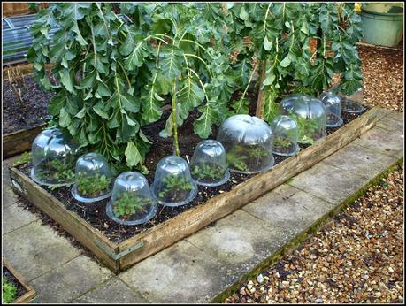 Cloches earning their keep