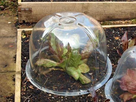 Cloches earning their keep