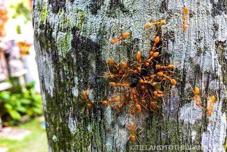 The Battle Against Thailand’s Bugs