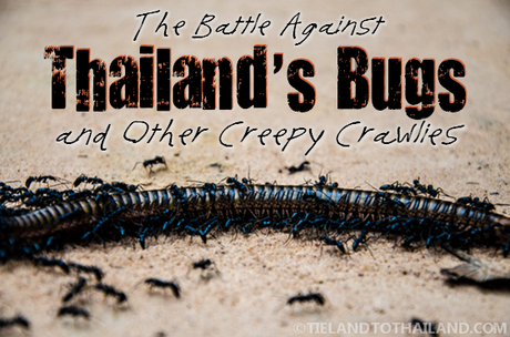 The Battle Against Thailand’s Bugs