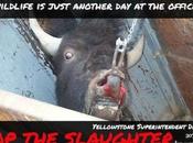 Yellowstone Wildlife Sent Slaughter; Calling Buffalo Warriors