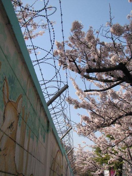 #myRTW:  Aussie on the Road in South Korea