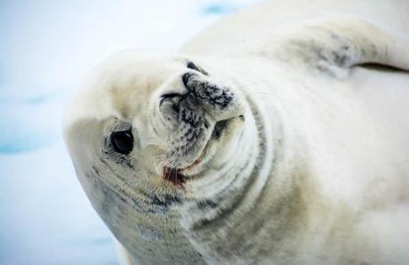 #myRTW: Antarctica with Linguist on the Move