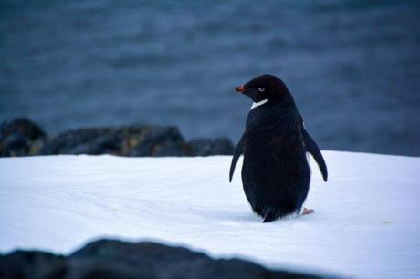 #myRTW: Antarctica with Linguist on the Move