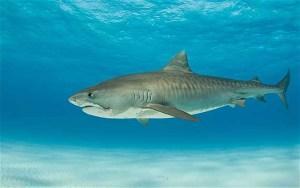 Human Head and Leg Found Inside Tiger Shark tiger-shark_1806626i