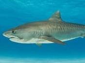 Human Head Found Inside Tiger Shark