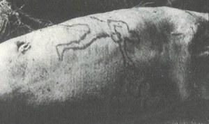 Human Head and Leg Found Inside Tiger Shark tumblr_lp24nkNopD1qladh6o1_400