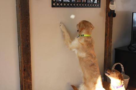 Dog Spots UFO