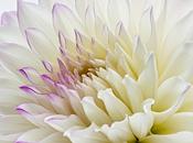 Photo: Petals Purple White Dahlia