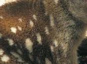 Australia Post Australian Wildlife Conservation