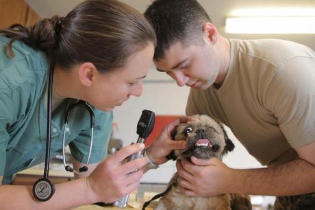 Gorilla the pug wins 1-800-PetMeds prize to help cover medical expenses