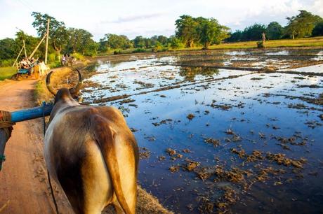 What Life is Really Like in A Sri Lankan Village