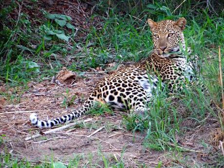 KRUGER:BOTSWANA-4