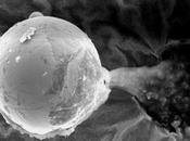 Buckingham Centre Astrobiology Tiny Metal Sphere from Space Real Panspermia Evidence?