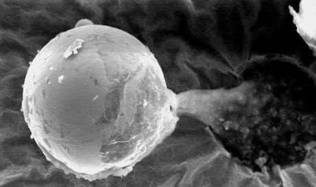 Buckingham Centre for Astrobiology - tiny metal sphere from space - real panspermia evidence?