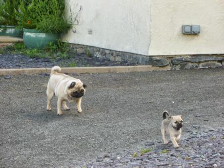 Two Kisses for Charley